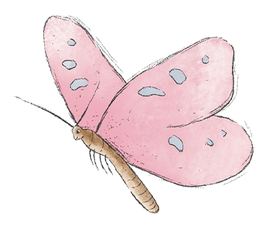 Schmetterling Lina